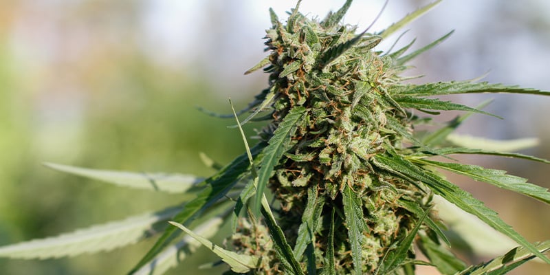 Frisian Dew