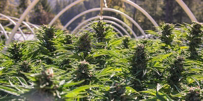 Lemon AK