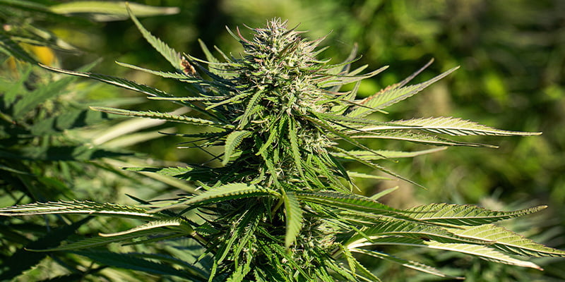 Power Flower