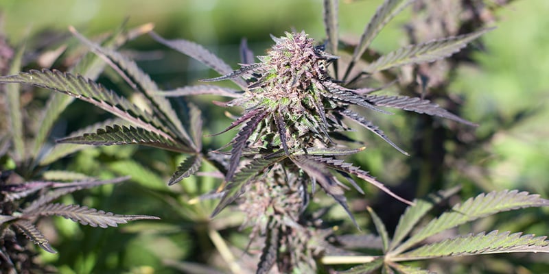 Purple Punch Auto