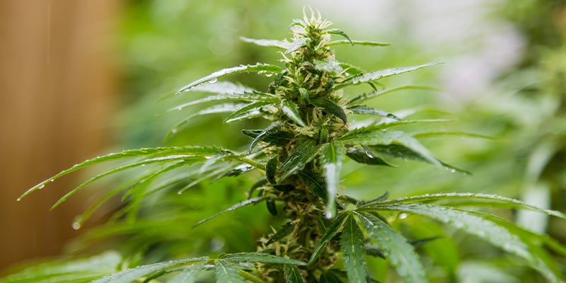 Comprendre le climat néerlandais : cultiver du cannabis fort et sain en extérieur