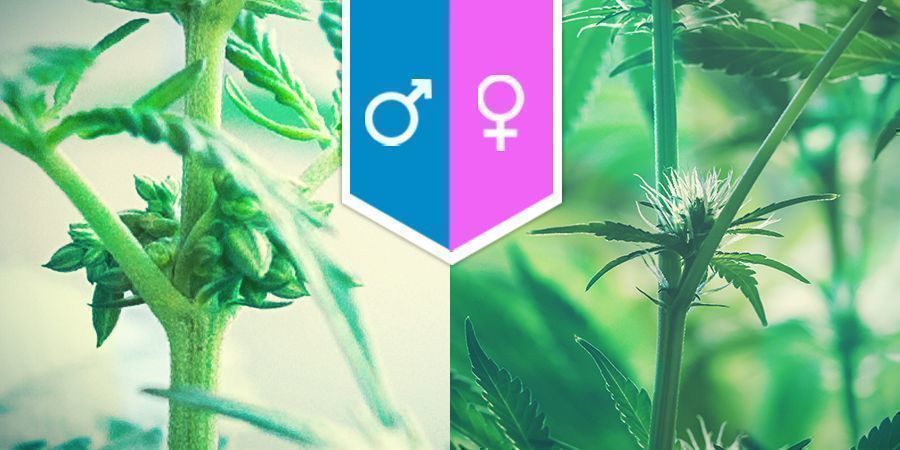 La Sexualité Du Cannabis