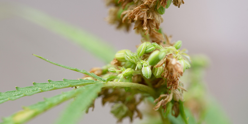 Des applications avancées pour les cultivateurs expérimentés