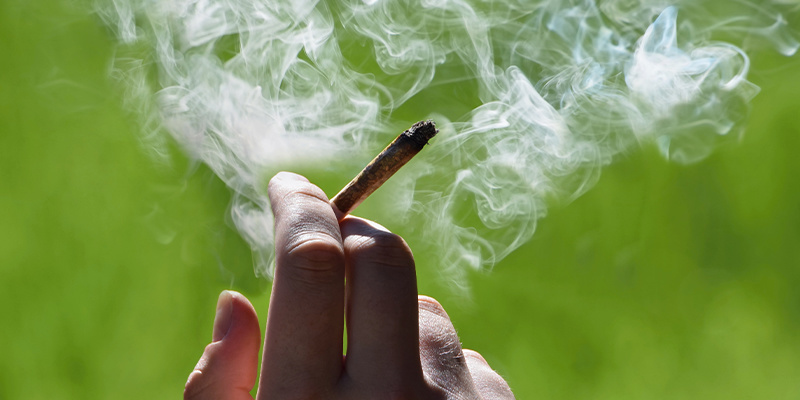 Peut-on fumer des plants de cannabis mâles ?