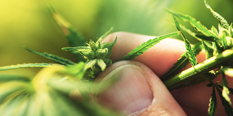 Comment identifier un plant de cannabis mâle