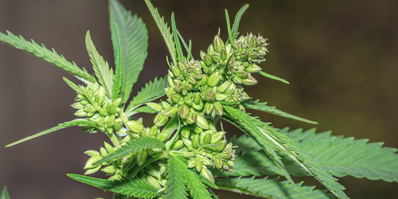 Les avantages des plants de cannabis mâles : FAQ