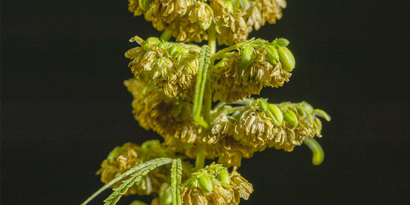 Les plants d’herbe mâles ont toujours beaucoup d’applications