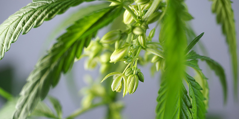 Des applications pratiques pour les plants de cannabis mâles