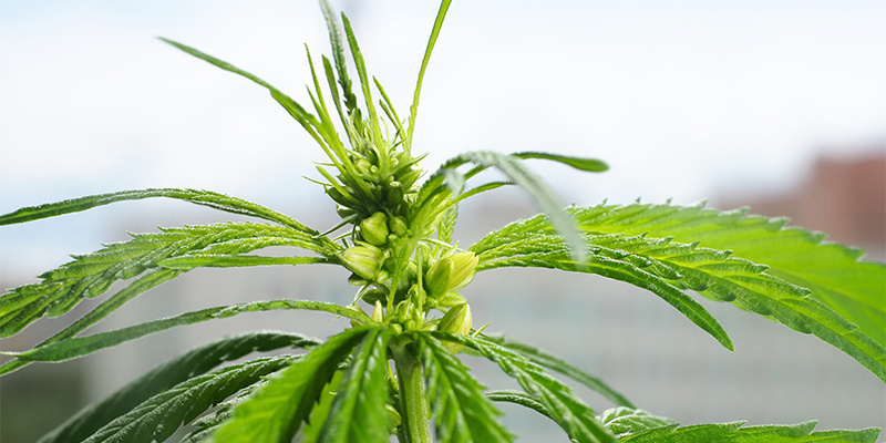 Ce qu’il ne FAUT PAS faire avec les plants mâles