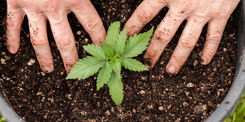 Cultivez des variétés de cannabis à autofloraison exceptionnelles dès aujourd’hui !
