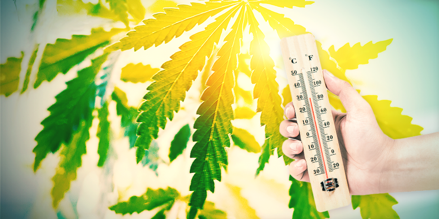 Cultiver Du Cannabis Dans Le Climat Espagnol