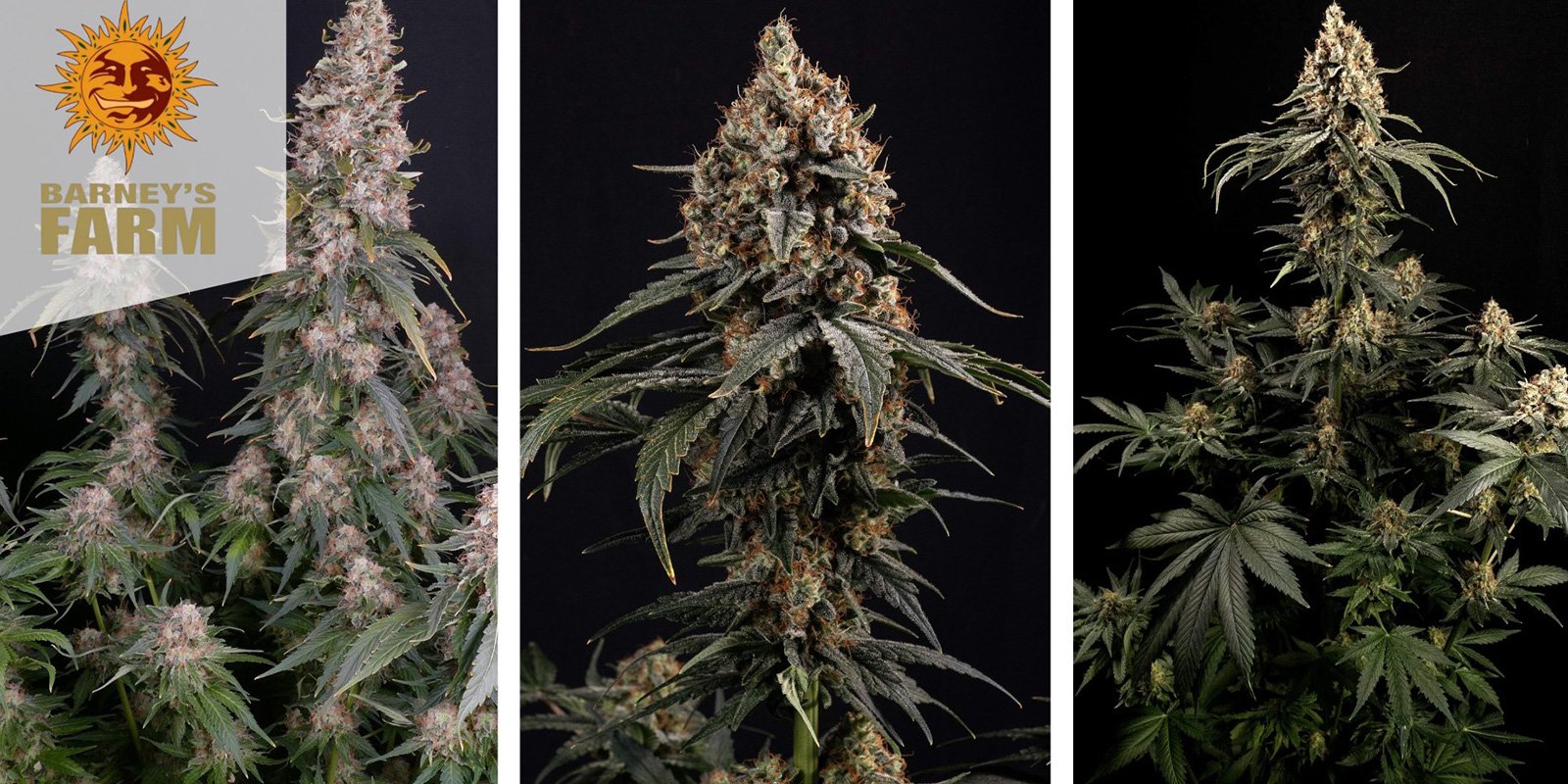 Amnesia Lemon (Barney&rsquo;s Farm)