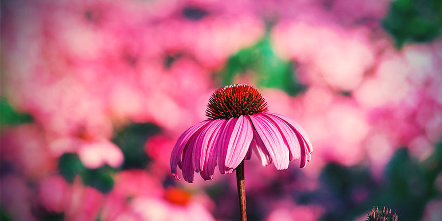 CONEFLOWER (L'ECHINACÉE)