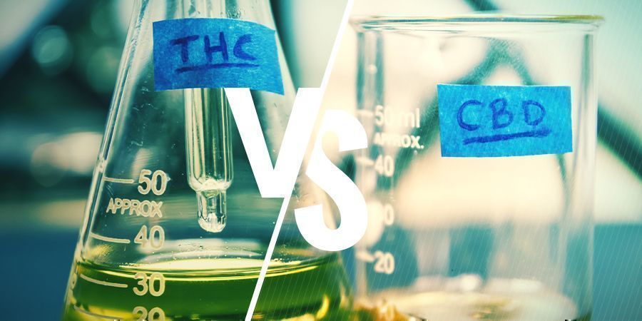 THC Et CBD : Quelle Est La Différence ?