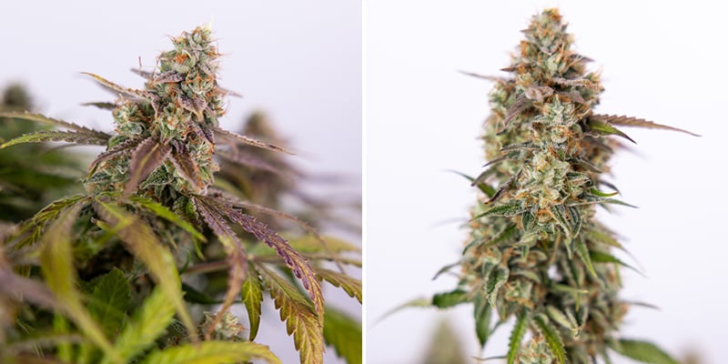 Pineapple Express Auto (FastBuds) Pineapple Express Auto (FastBuds)