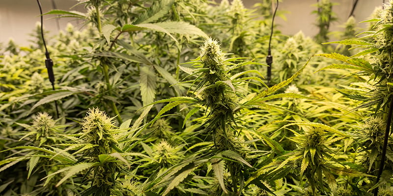 Critical Jack Herer (Delicious Seeds) Critical Jack Herer (Delicious Seeds)