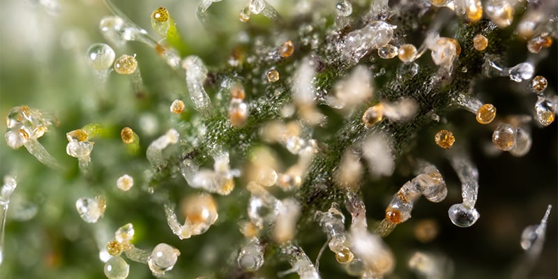 Qu’est-ce qui rend une variété de cannabis fruitée et en quoi diffère-t-elle d’une variété sucrée ? Qu’est-ce qui rend une variété de cannabis fruitée et en quoi diffère-t-elle d’une variété sucrée ?