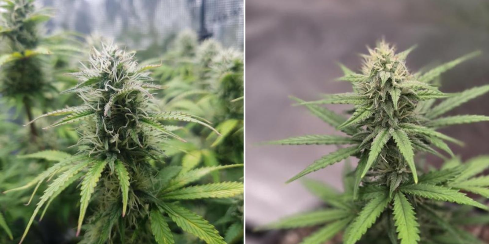 Graines &agrave; autofloraison ou &agrave; photop&eacute;riode pour les d&eacute;butants