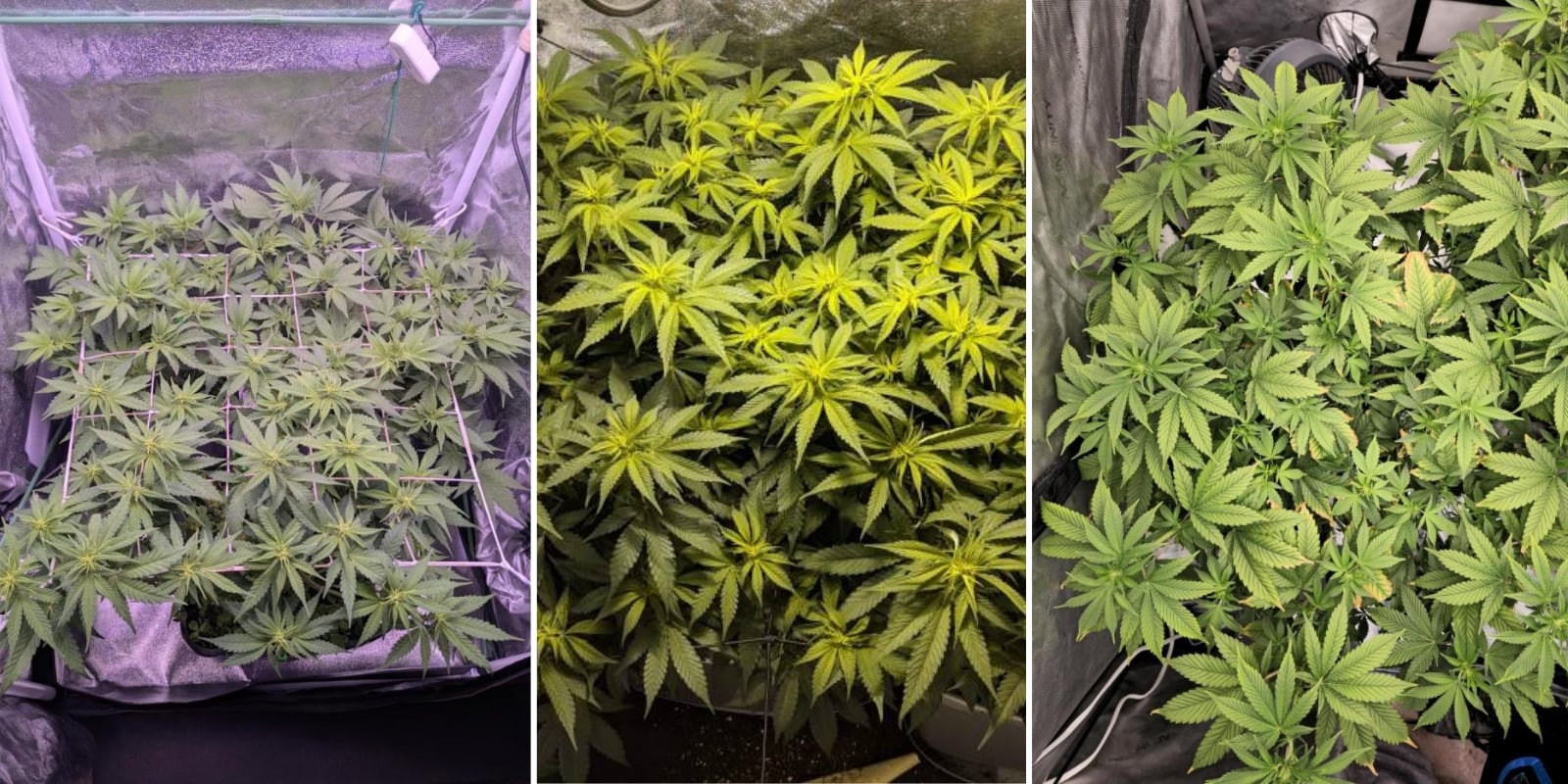 Indica, sativa et hybrides : y a-t-il une diff&eacute;rence de difficult&eacute; de culture ?