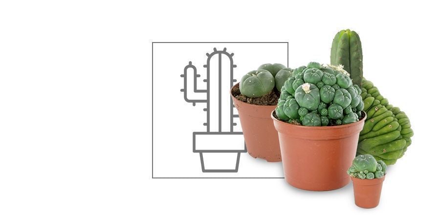 Cactus à Mescaline