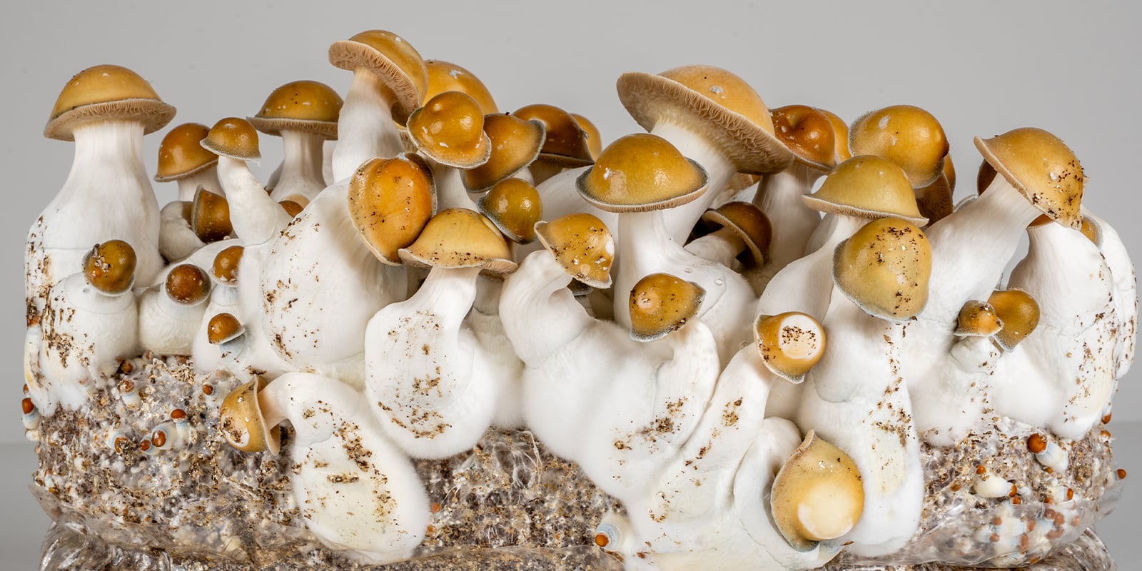 Quelle est la s&eacute;curit&eacute; des champignons magiques ?