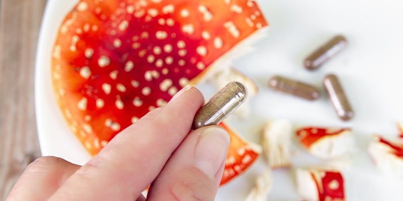 Champignon amanite tue-mouches (Amanita muscaria)
