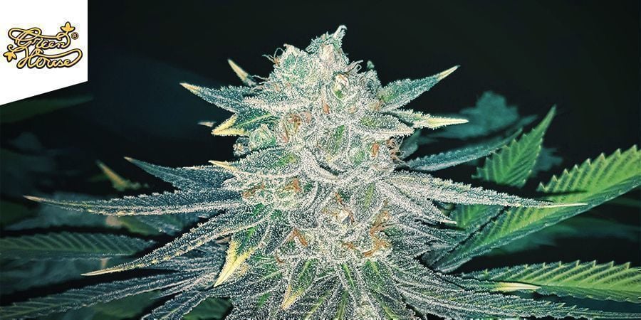 Lemon Skunk (Greenhouse Seeds)