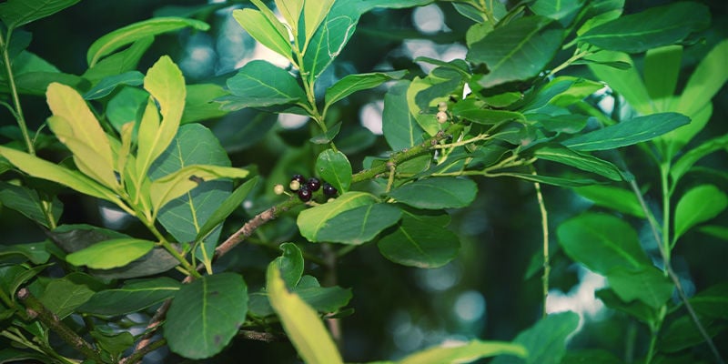 Le Yerba Maté