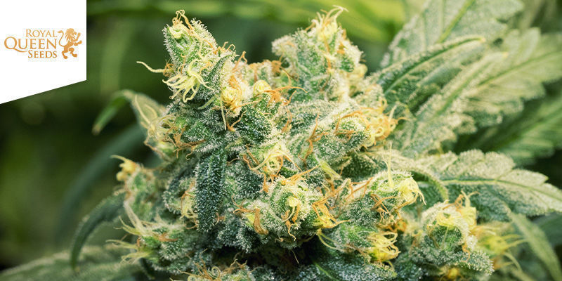 Fat Banana (Royal Queen Seeds)