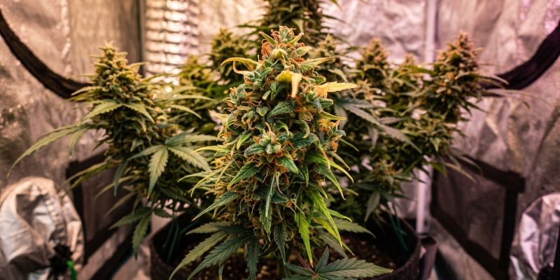 AMNESIA HAZE AUTOMATIC