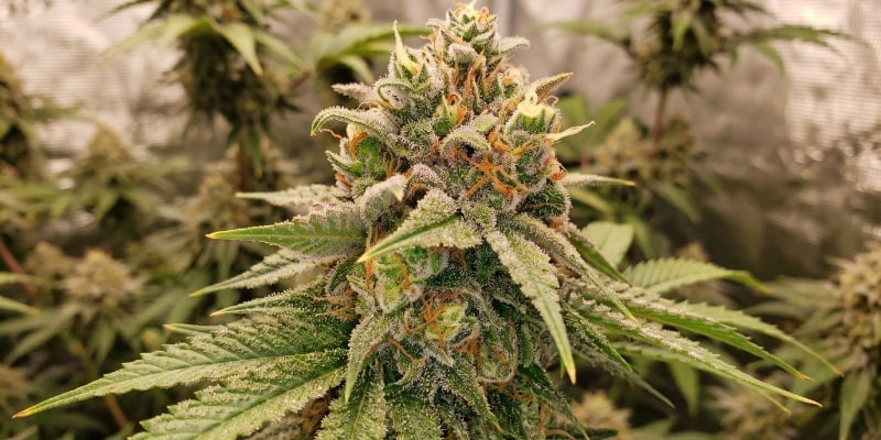 DOCTOR JAMAICA