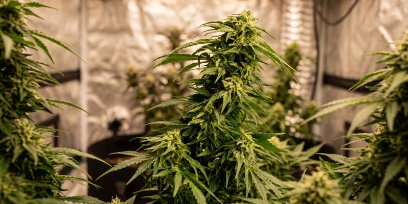 HINDU KUSH