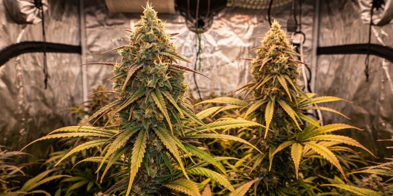 LIBERTY HAZE