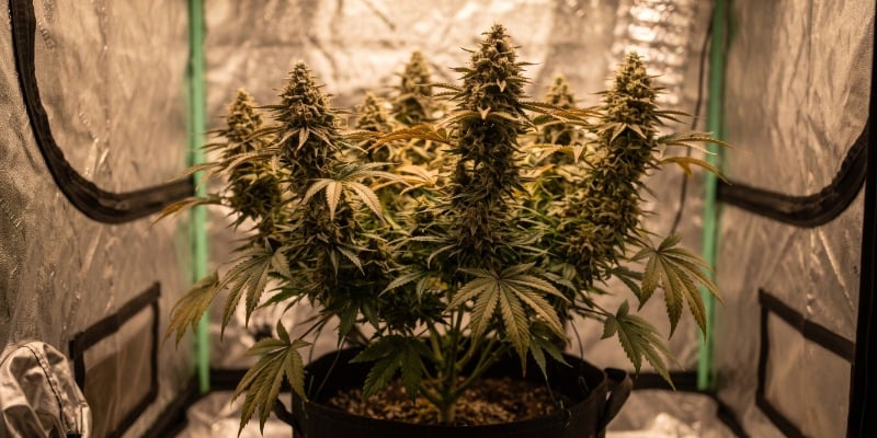 SATIVA DREAM