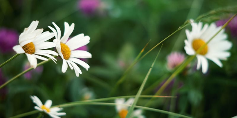 LES MEILLEURES HERBES POUR LA FABRICATION DE VOS PROPRES TEINTURES AUX PLANTES - CAMOMILLE