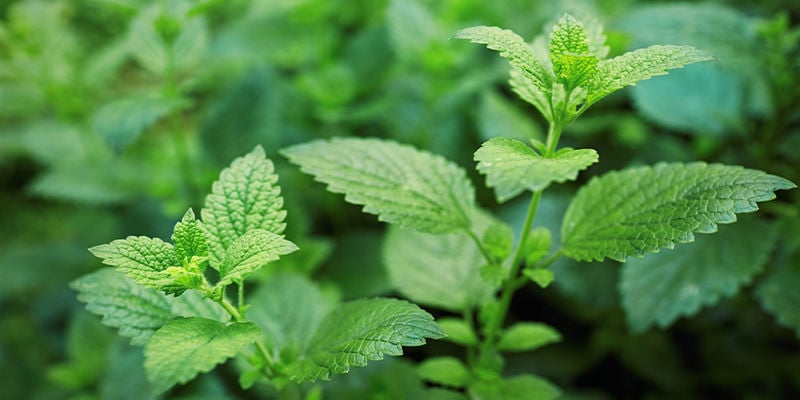 LES MEILLEURES HERBES POUR LA FABRICATION DE VOS PROPRES TEINTURES AUX PLANTES - MÉLISSE