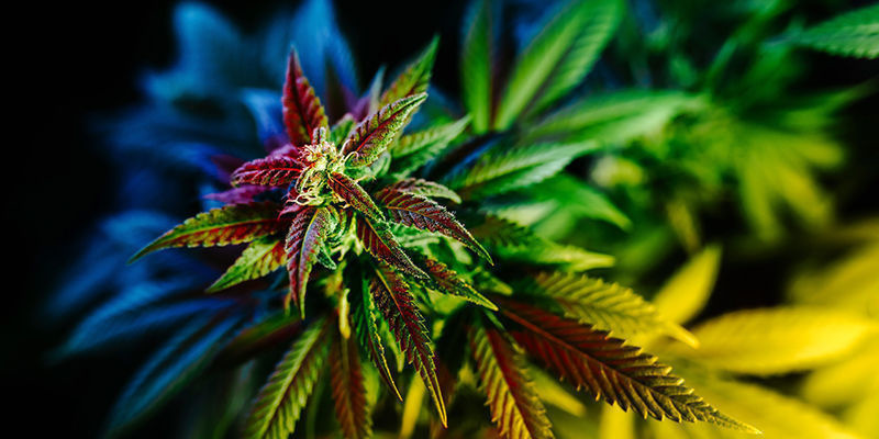 Cannabis et hallucinations FAQ