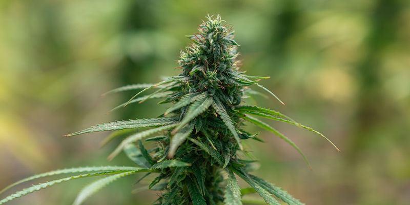 Les variétés de cannabis connues pour leurs effets intenses