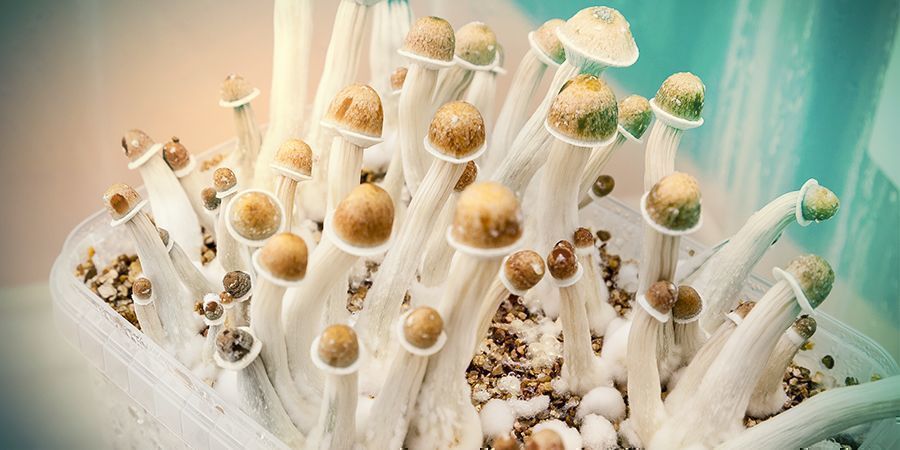 Comment Cuisiner Les Champignons Magiques - Zamnesia Blog