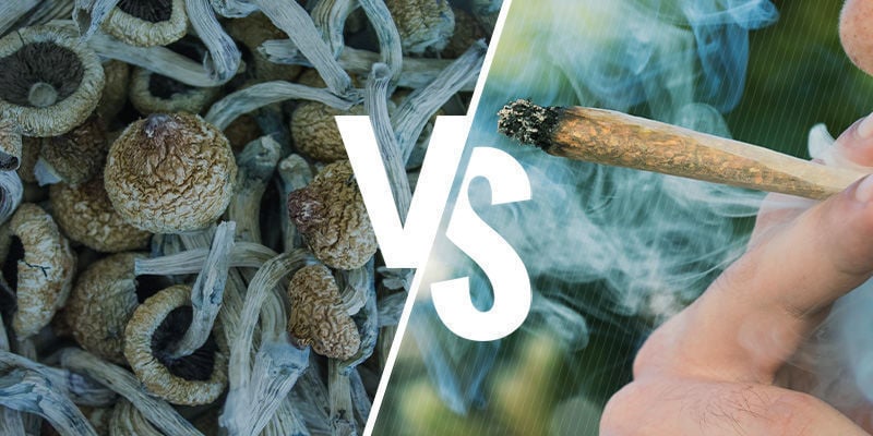 COMPARAISON DES EFFETS DES CHAMPIGNONS FUMES ET MANGES