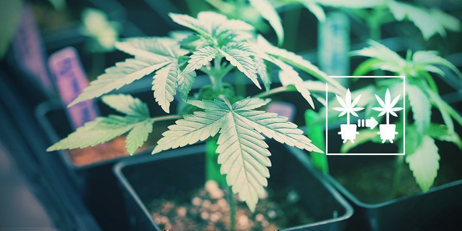 Utilisation De Clones Des Plants De Cannabis