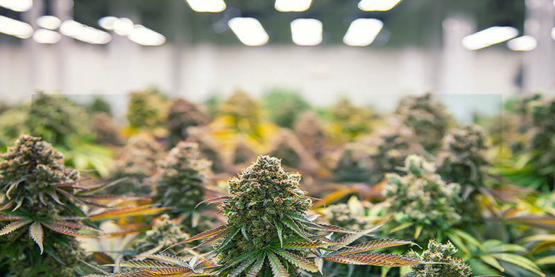 Pourquoi Les Plants De Cannabis S'étirent : Facteurs Environnementaux
