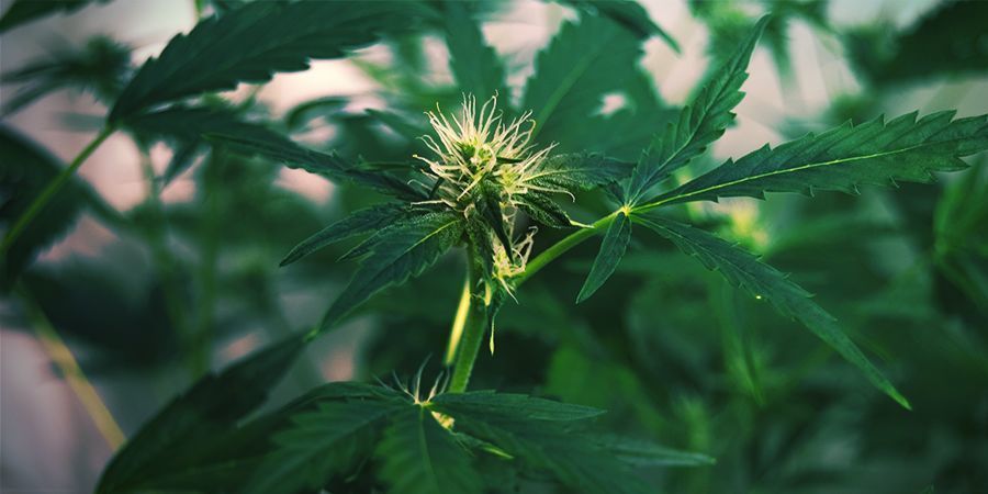 Pourquoi Les Plants De Cannabis S'étirent: Étirement En Floraison