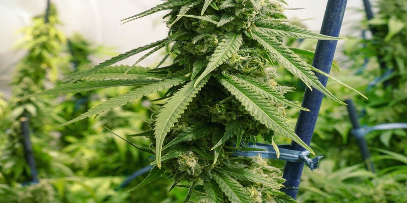 Réparer/Soutenir Les Plants De Cannabis Qui S'étirent: Tuteurs