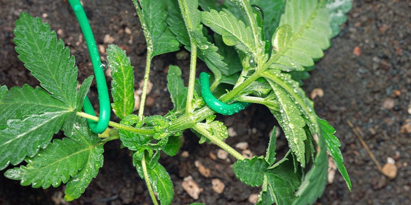 Comment Éviter Que Les Plants D'herbe S'étirent: Palissez Les Plants