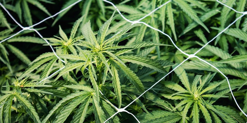 Réparer/Soutenir Les Plants De Cannabis Qui S'étirent: Treillis