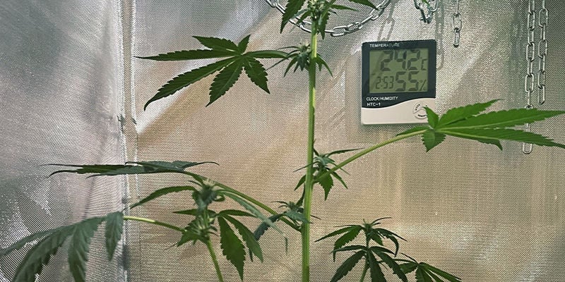 Pourquoi L'étirement Des Plants De Cannabis Est Indésirable
