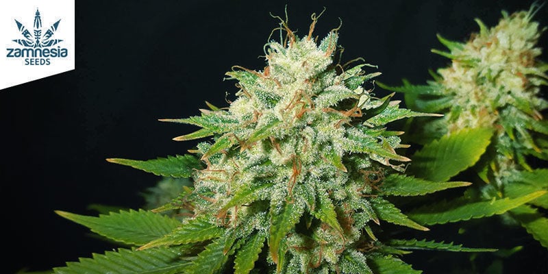 Choco Haze Par Zamnesia Seeds