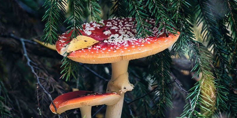 4 façons dont les champignons magiques ont potentiellement influencé Noël