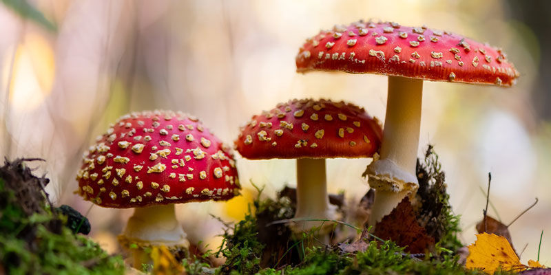 Qu’est-ce que le champignon Amanita muscaria (amanite tue-mouches) ?